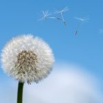 10 consejos para reducir los síntomas de la alergia primaveral