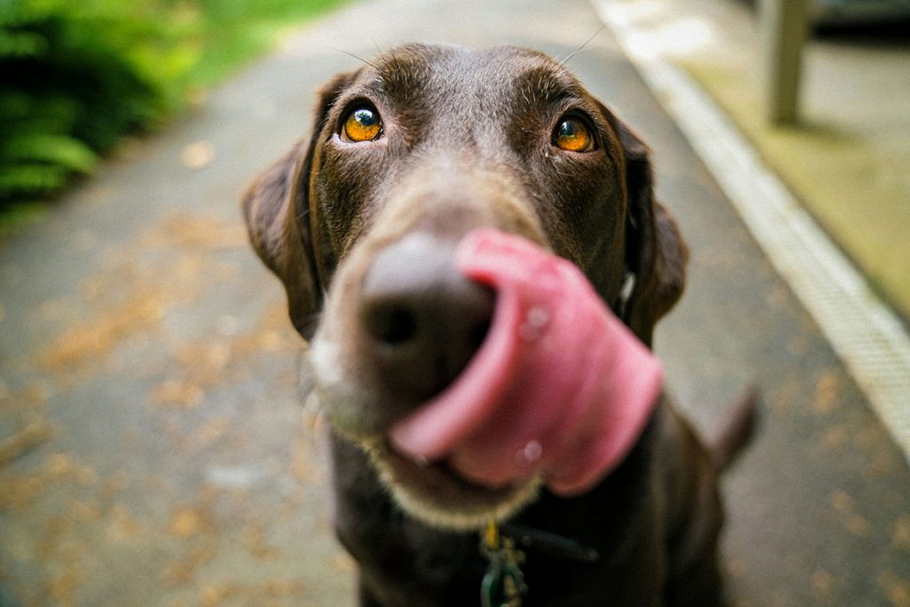 Por qué necesito un seguro de responsabilidad civil para mi perro