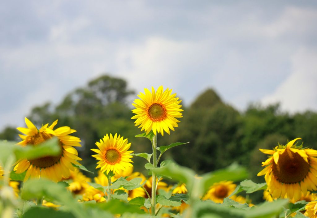 imagen de girasoles artículo sobre cobertura traslados