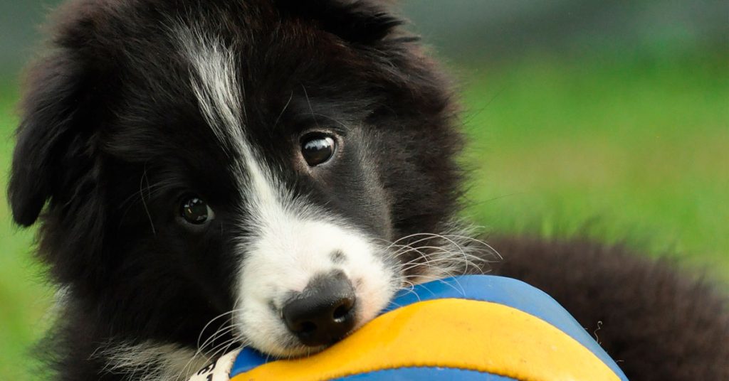 ¿Qué es una franquicia en un seguro de mascotas? La franquicia en un seguro de mascotas
