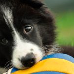 La franquicia en un seguro de mascotas